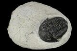 Bargain, Gerastos Trilobite Fossil - Morocco #119006-1